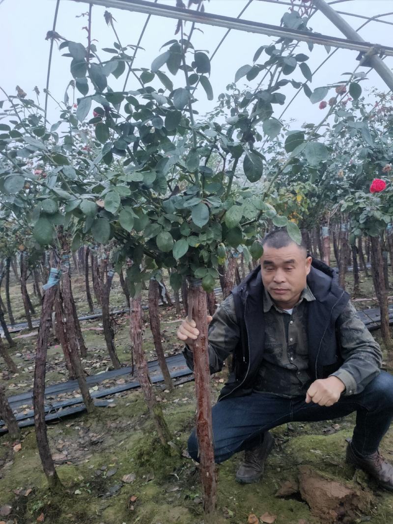 树状月季，高杆月季，基地直销，无中介，量大更优惠