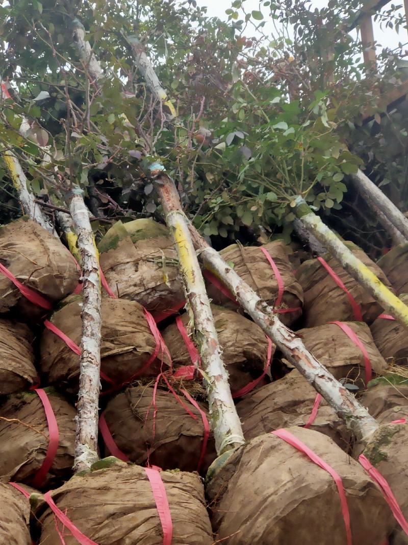 树状月季，高杆月季，基地直销，无中介，量大更优惠