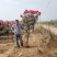 树状月季，高杆月季，基地直销，无中介，量大更优惠