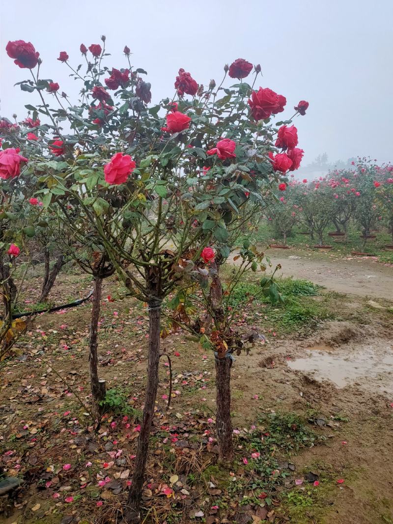 树状月季，高杆月季，基地直销，无中介，量大更优惠