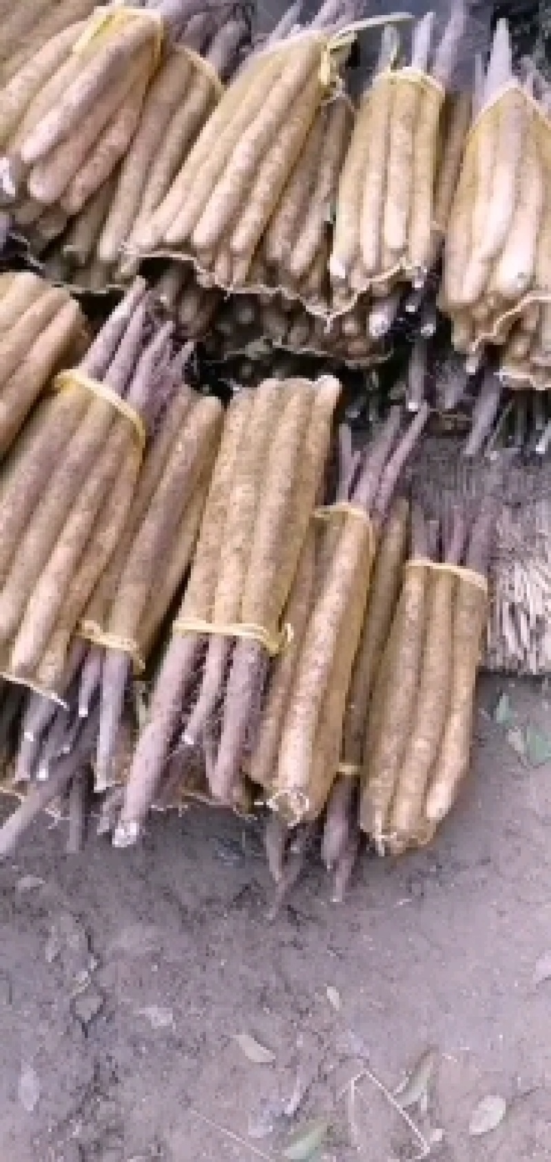 白玉山药，保质保量，产地直销，欢迎各大电商批发商！