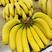 【坏果包赔】国产香蕉大量供应高中低档货源诚信经营