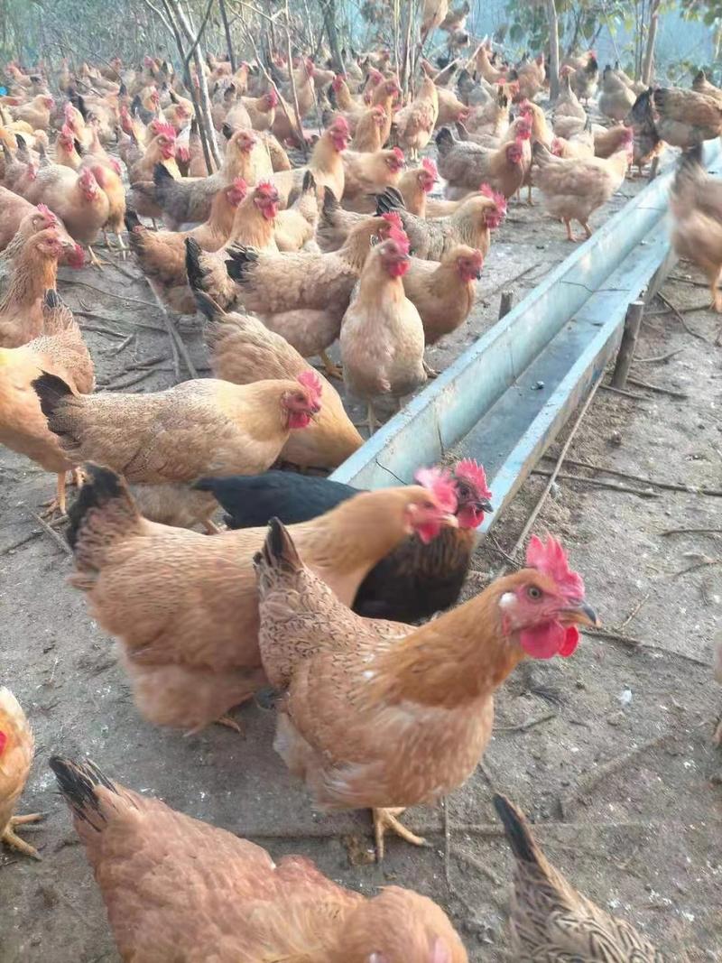 125天土鸡均重上林放养老水多蛋