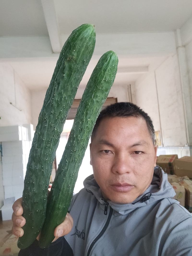 黄瓜青瓜产地一手货源冬春季节上市诚信经营