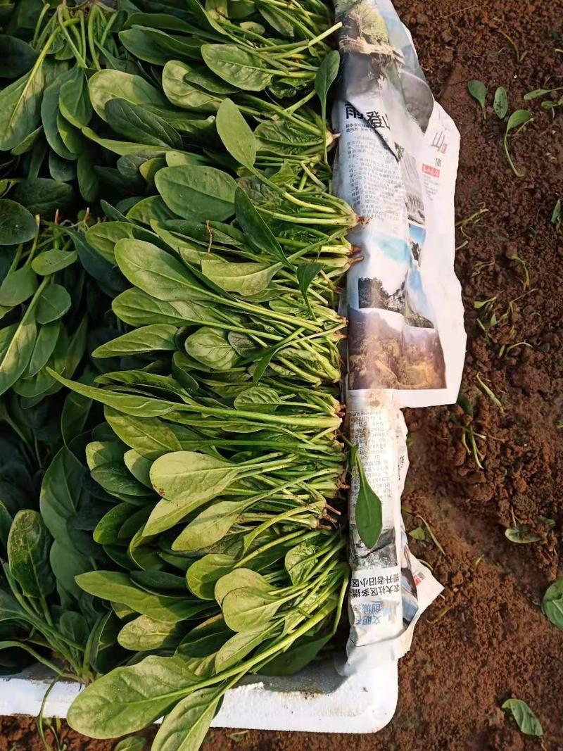小叶菠菜15-20厘米
