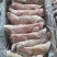 国产白猪头肉8分熟去骨猪头肉，嘎嘎瘦，新货手续齐全打电话