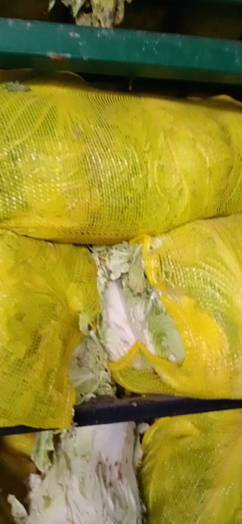 青杂3号白菜大量有货，有要老板请连糸，加工厂用的大量有货