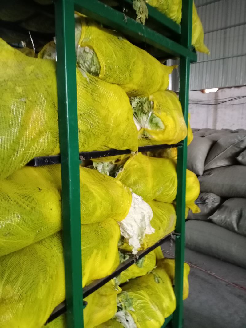 青杂3号白菜大量有货，有要老板请连糸，加工厂用的大量有货