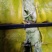 青杂3号白菜大量有货，有要老板请连糸，加工厂用的大量有货