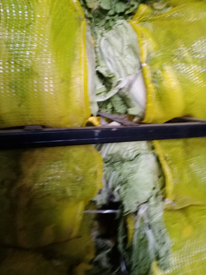 青杂3号白菜大量有货，有要老板请连糸，加工厂用的大量有货