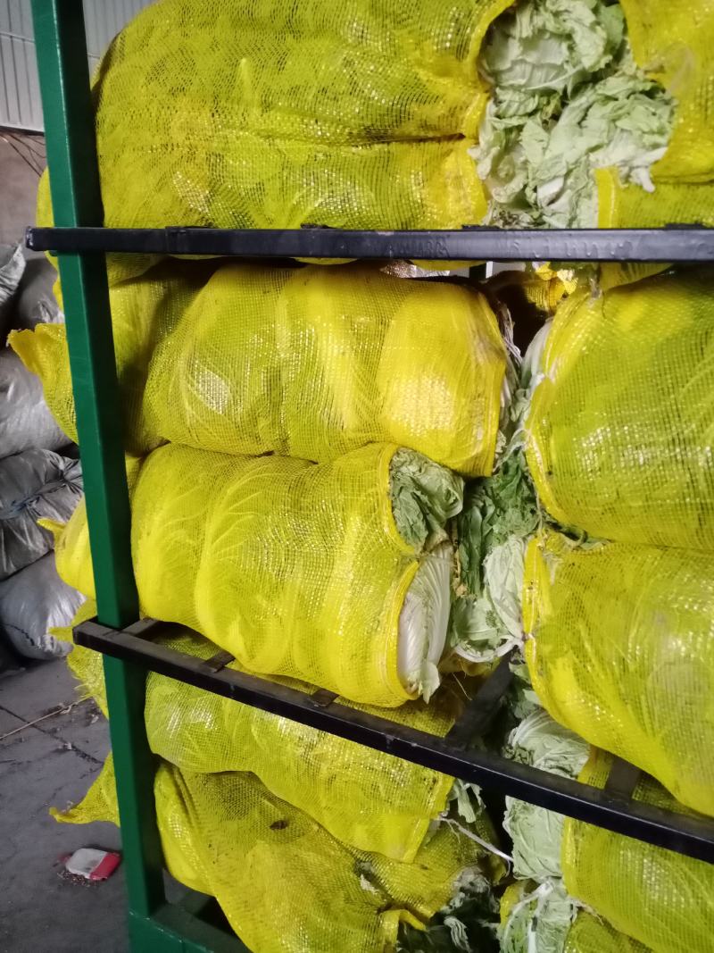 青杂3号白菜大量有货，有要老板请连糸，加工厂用的大量有货