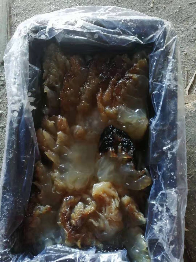 海蜇头，爽脆可口，产地直销，大量现货，支持一件代发