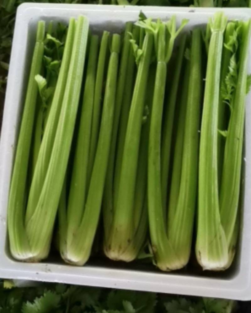 山东定陶精品优质西芹