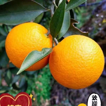 蜜香橙纯甜无酸，自然成熟，不打甜蜜素，不洗果，不打腊！