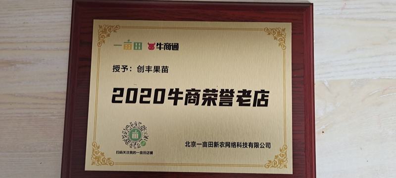 沃柑苗积壳头苗正品嫁接苗广西灵山县产地直销健康苗