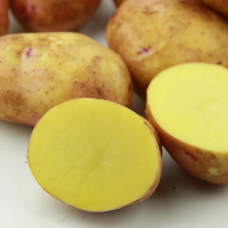 新鲜土豆【黄皮黄心土豆】品质保障，价格优惠，欢迎洽谈