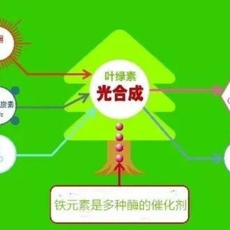 盈辉高纯度螯合铁肥黄化黄叶早衰生根不良.果树蔬菜瓜果大田