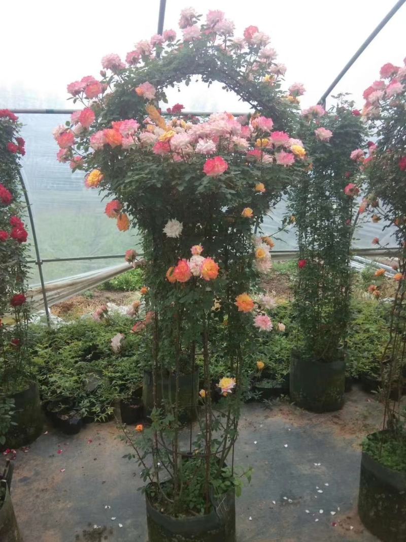 藤本月季，月季柱，月季球，月季花篮，欧洲月季，大花月季。