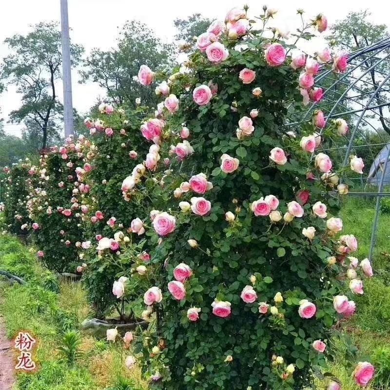 藤本月季，月季柱，月季球，月季花篮，欧洲月季，大花月季。