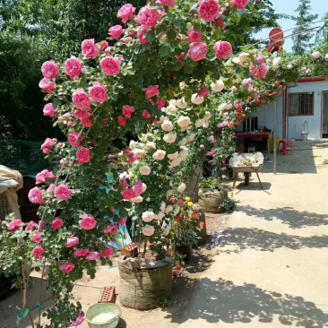 藤本月季，月季柱，月季球，月季花篮，欧洲月季，大花月季。