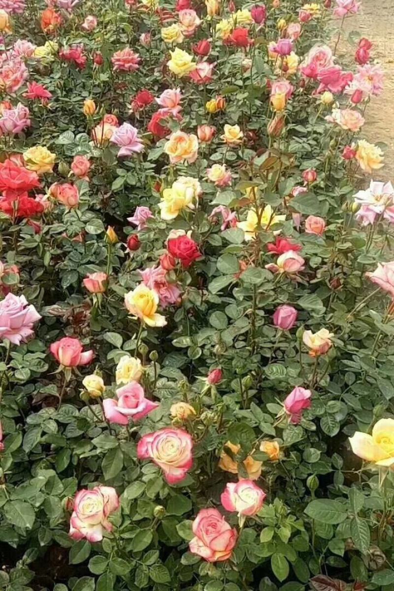 藤本月季，月季柱，月季球，月季花篮，欧洲月季，大花月季。