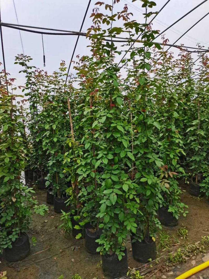 藤本月季，月季柱，月季球，月季花篮，欧洲月季，大花月季。