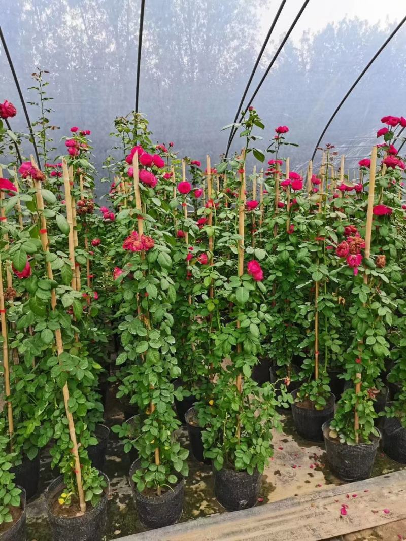 藤本月季，月季柱，月季球，月季花篮，欧洲月季，大花月季。