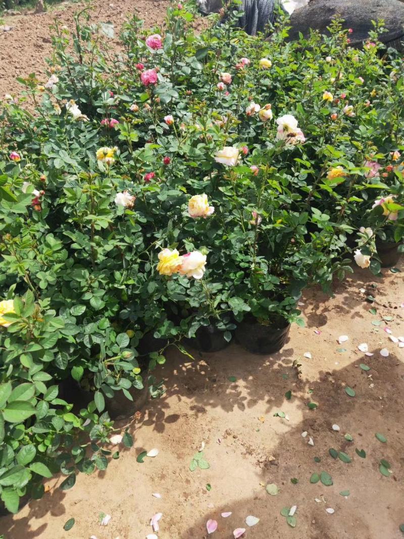 藤本月季，月季柱，月季球，月季花篮，欧洲月季，大花月季。
