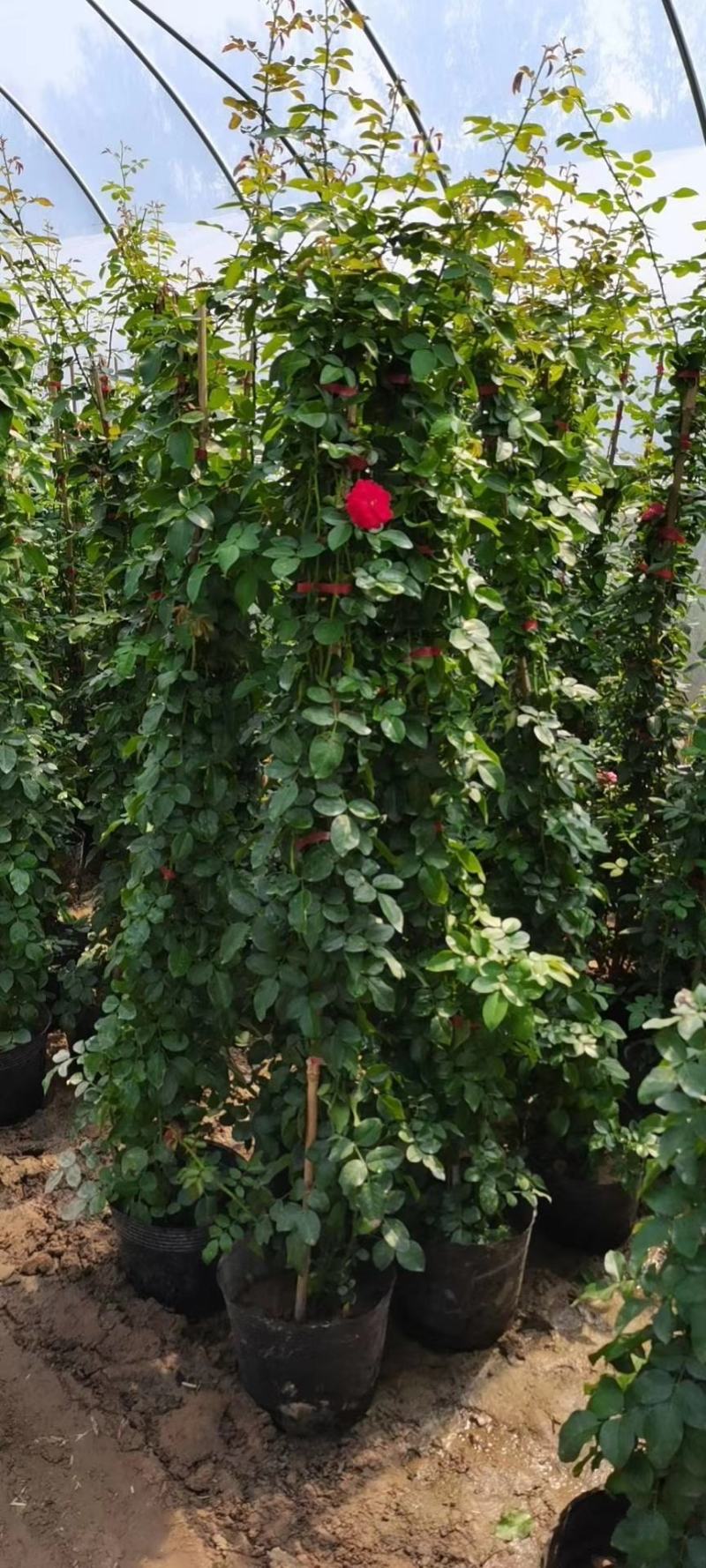 藤本月季，月季柱，月季球，月季花篮，欧洲月季，大花月季。