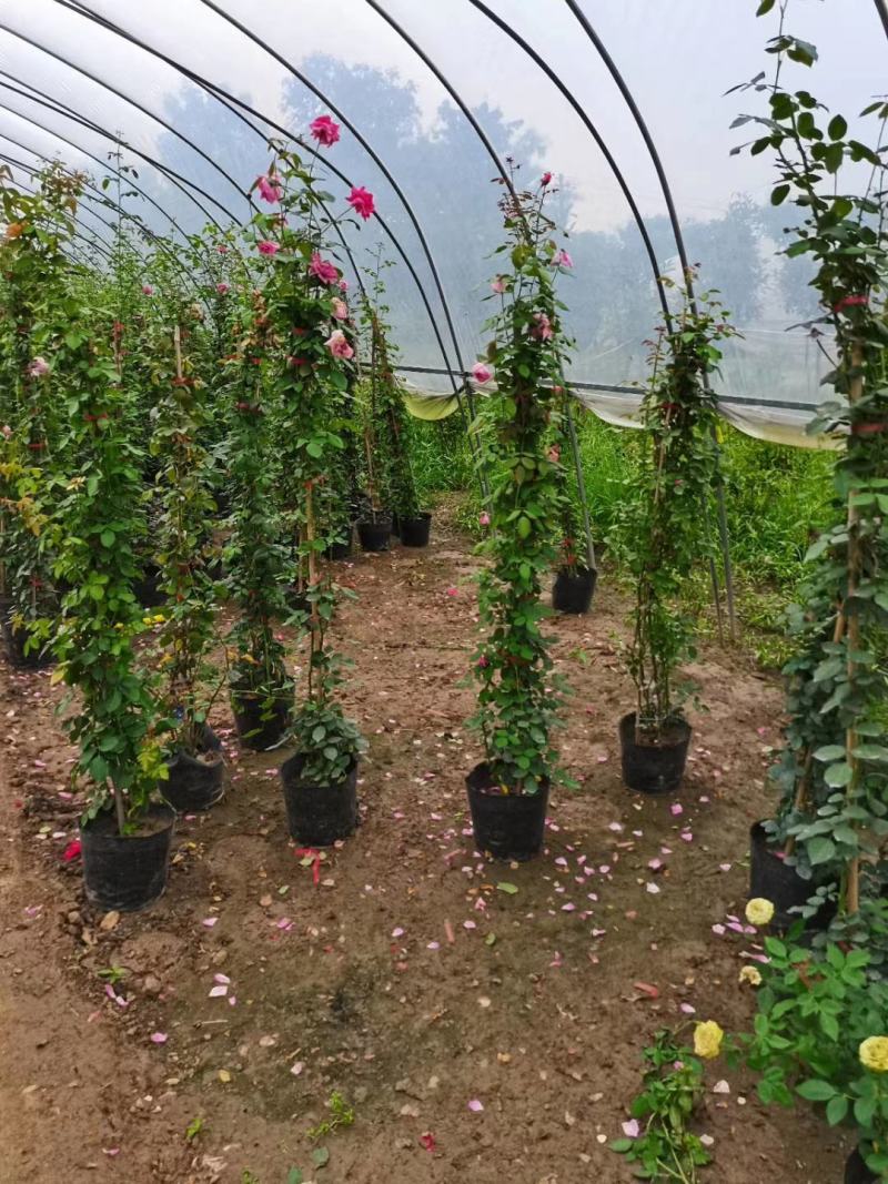 藤本月季，月季柱，月季球，月季花篮，欧洲月季，大花月季。