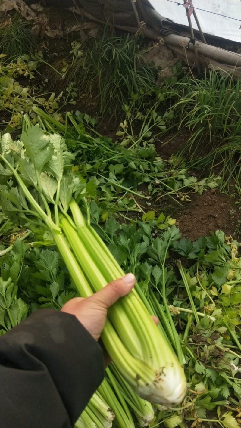 三原精品西芹，货源充足，欢迎各位朋友前来采购。