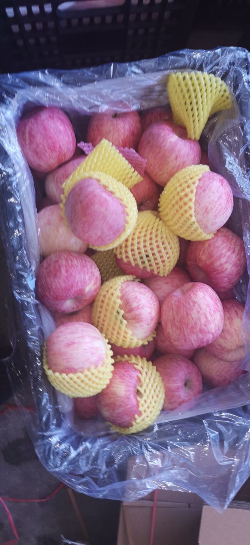 红富士苹果【冰糖心】大量出售！品种齐全！价格美丽！