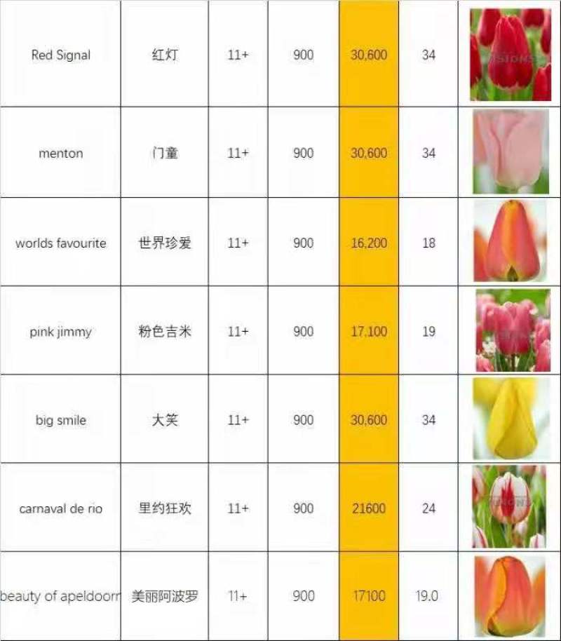 郁金香种球郁金香苗、盆栽、园林色块、庭院花海、公园花海
