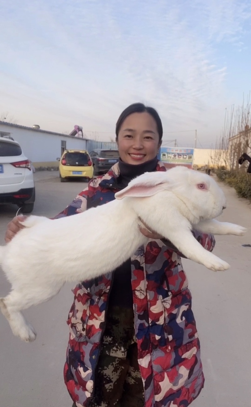 优质《伊拉肉兔》种兔比利时兔新西兰兔包技术