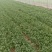 美国铁杆大朋香菜开始上市了