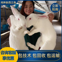 推荐《厂家直销》肉兔种兔💥包技术💥包回收