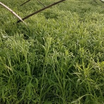 新鲜芦蒿上市了，欢迎联系。