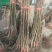 优质嫁接核桃苗纸皮核桃苗基地直发量大从优