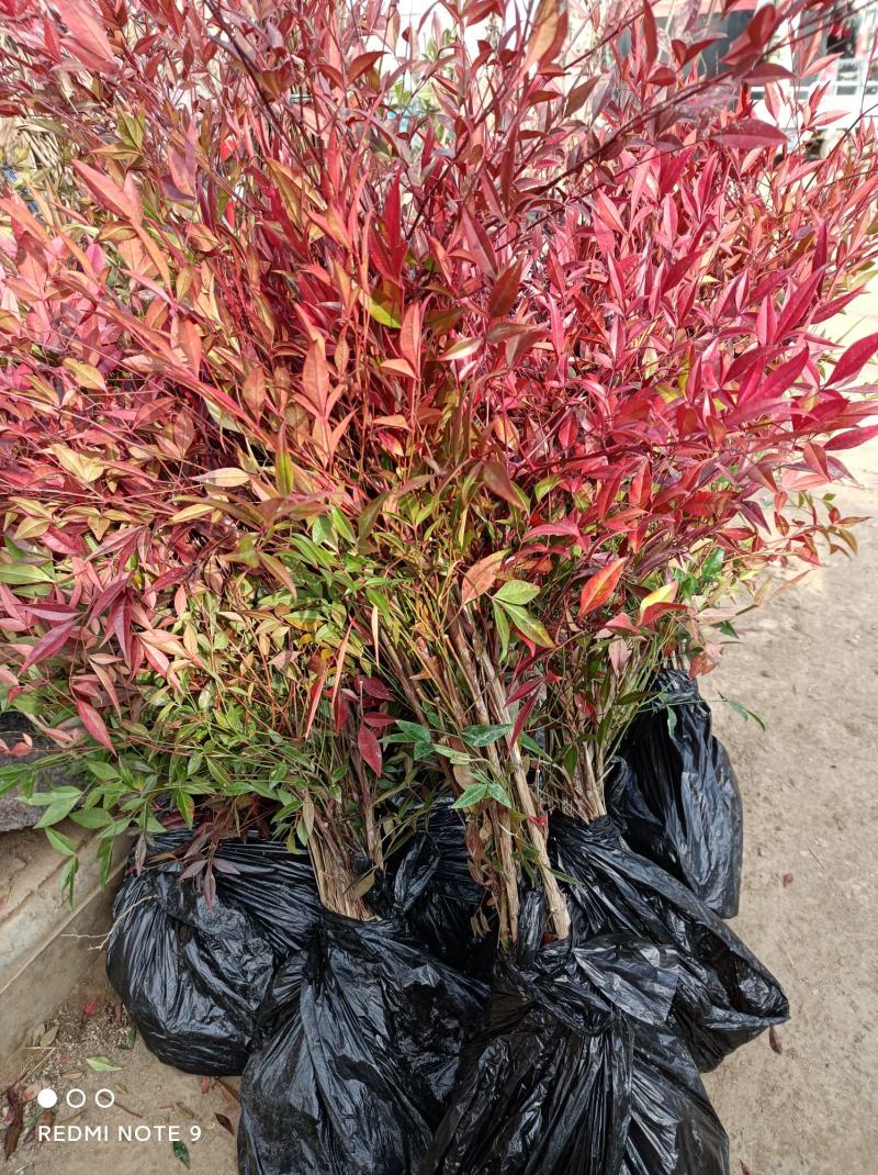 南天竹苗绿化苗木庭院植物绿化南天竹树苗南天竺红天竹