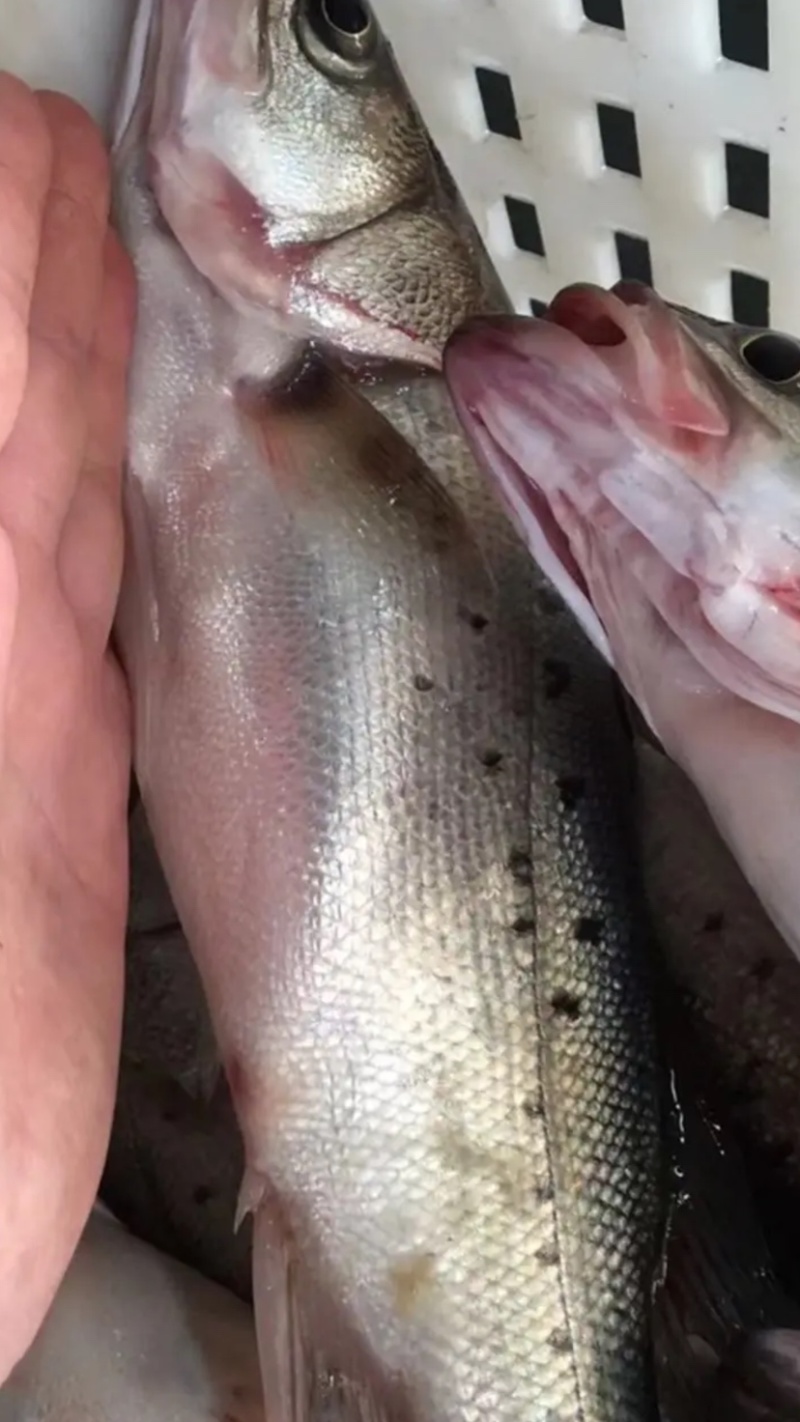 海鲜套餐礼盒，海鲜组合套餐一件代发货包邮