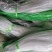 【山药豆角爬藤网】山药扁豆长豆角四季豆不老豆豌豆植物攀爬