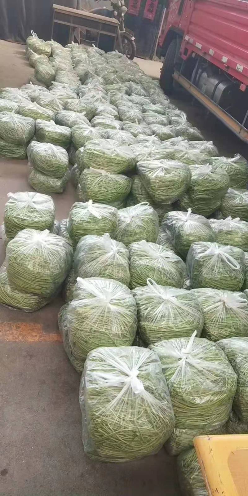芦篙新鲜鲜嫩每天现摘现发