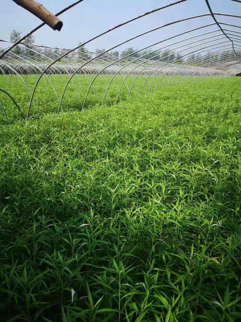 芦篙新鲜鲜嫩每天现摘现发