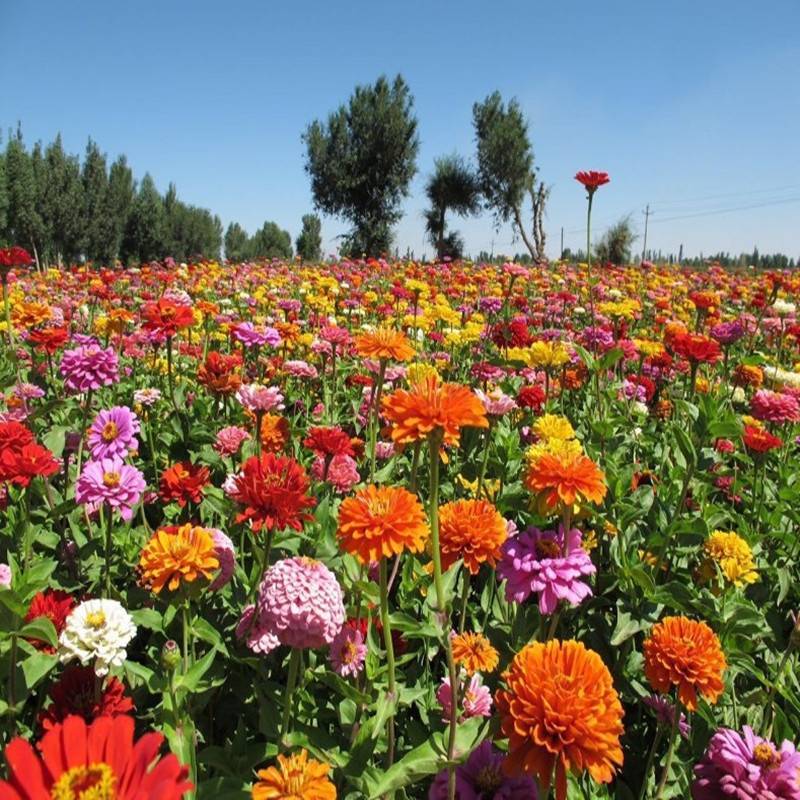 景观野花组合，品种齐全，色彩斑斓，美丽乡村我们共建共赏！