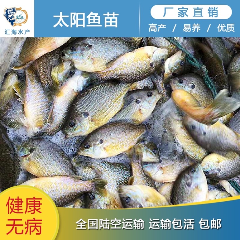 杂交太阳鱼苗蓝鳃太阳鱼苗金边太阳鱼苗养殖场直销