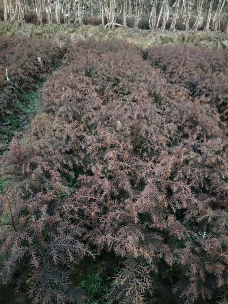柳杉树苗，当年生苗子，多年生，两年生四年以上都有。