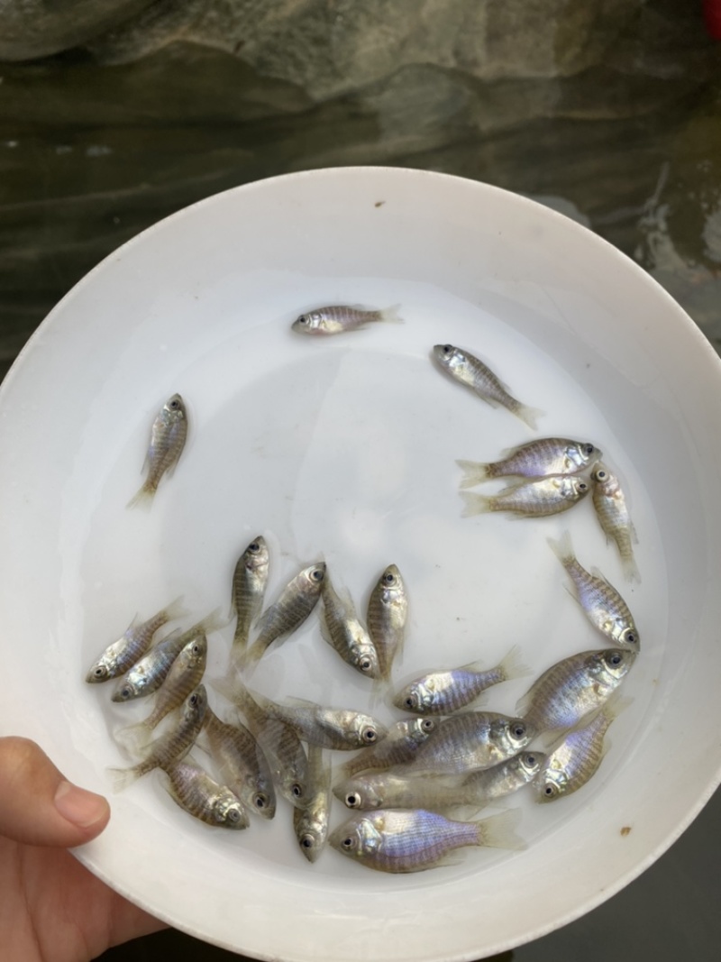 杂交太阳鱼苗蓝鳃太阳鱼苗金边太阳鱼苗养殖场直销