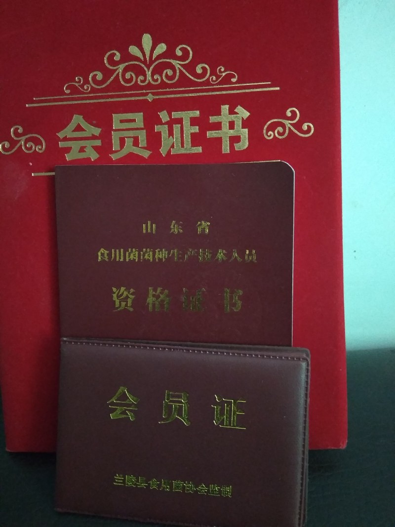 大量供应平菇菌种菌棒母种原种栽培种。及菌需物资。