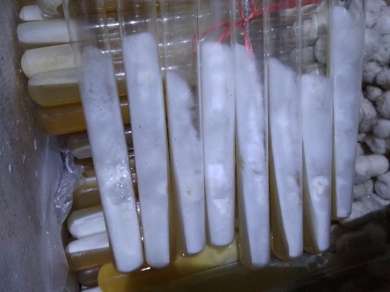大量供应平菇菌种菌棒母种原种栽培种。及菌需物资。