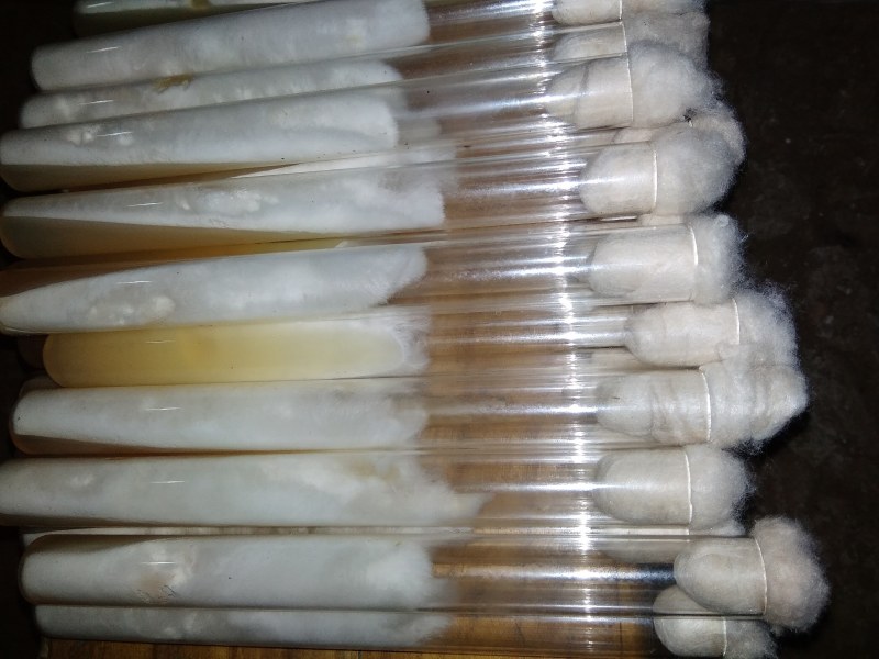 大量供应平菇菌种菌棒母种原种栽培种。及菌需物资。